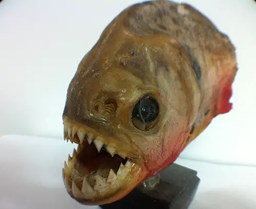 From the Archives - Deadly Piranha! | Guinness World Records