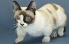 Video: Introducing Fizz Girl - the world's shortest cat