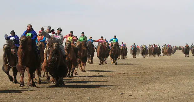 Largest camel race jockeys