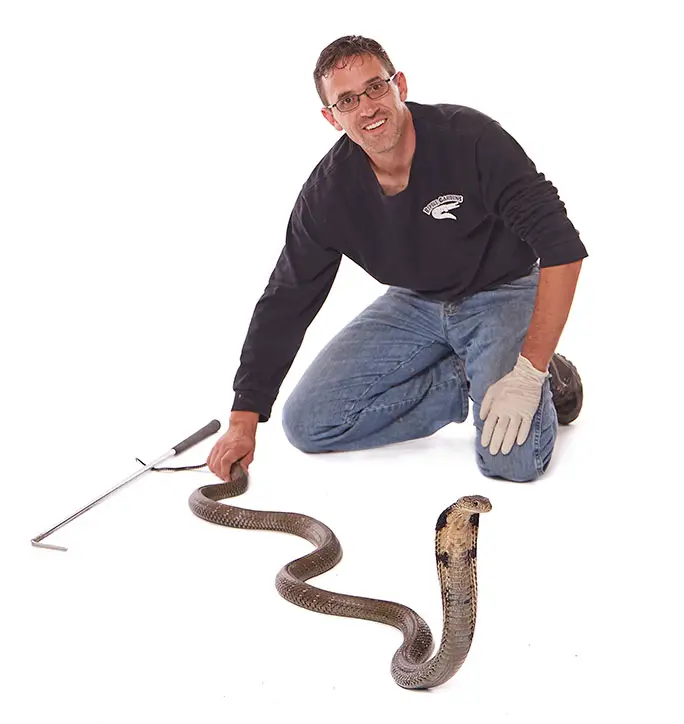 Longest venomous snake