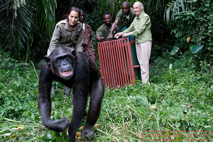 Jane and the JGI have assisted with many releases of chimps back into the wild, including Wounda who, after being captured by poachers, was rehabilitated at Tchimpounga Chimpanzee Rehabilitation Center