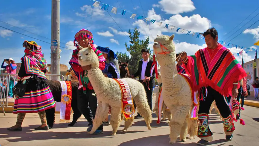More than 1,000 alpacas parade through Peruvian city to ...