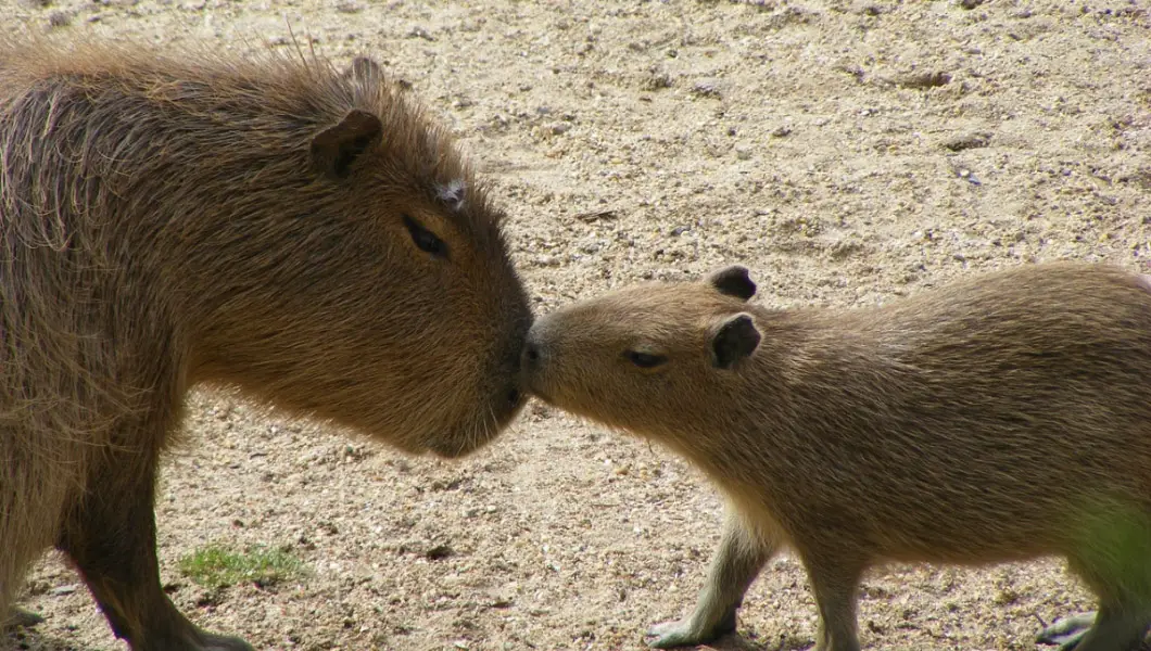 The world of capybaras: the giant rodent that weighs as much as a full-grown wolf