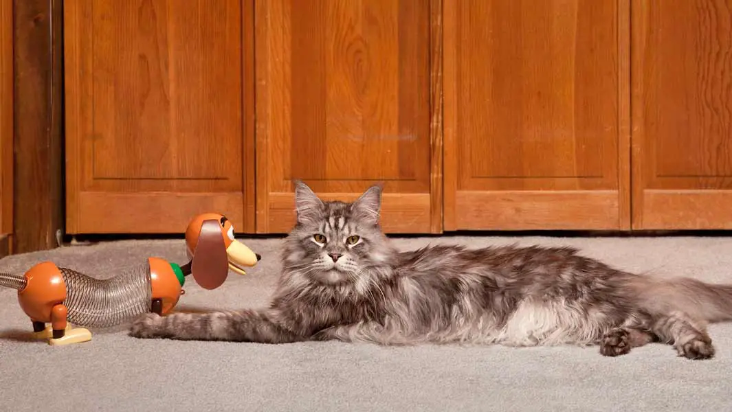 A history of big cats as another Maine Coon becomes the world's longest feline