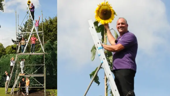 Reach for the sky! Tallest sunflower record falls again for Germany's Hans-Peter Schiffer