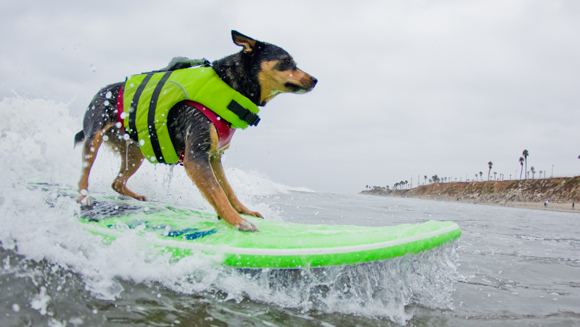 Abbey surf dog main