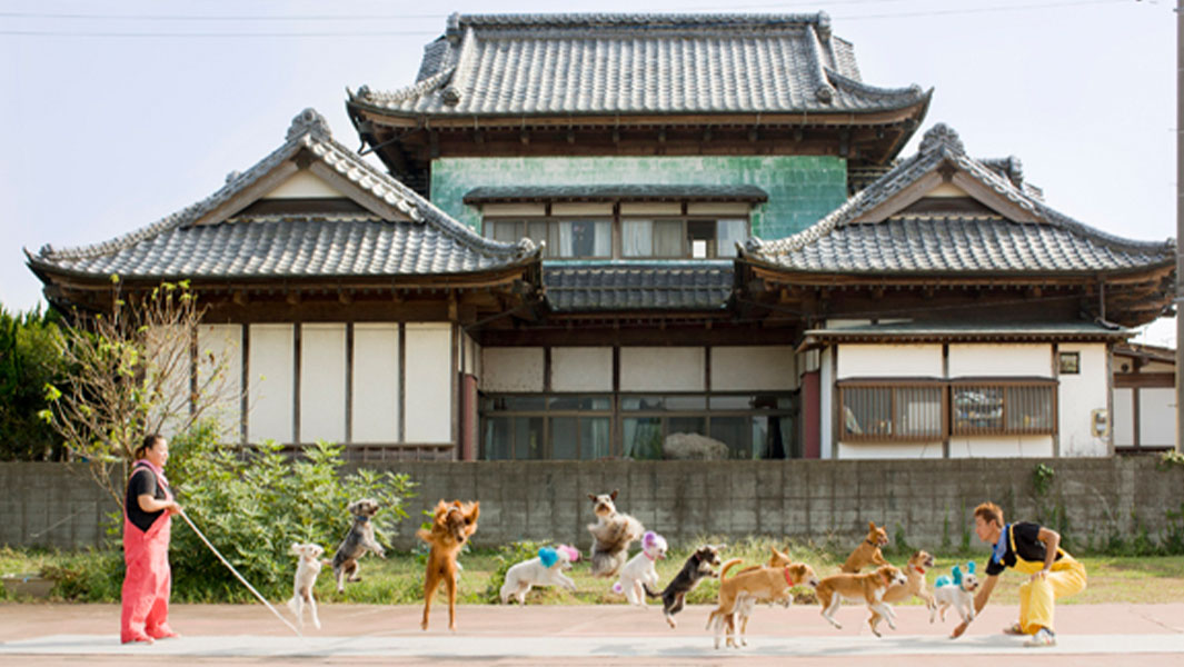 Most dogs skipping on the same rope main