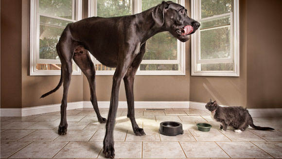 Zeus---Tallest-Dog-main