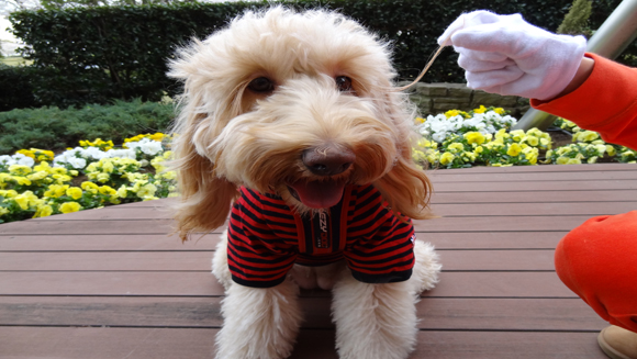 Eyelash dog main article