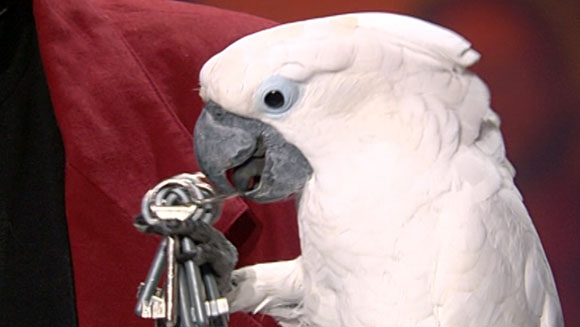 most-keys-removed-by-a-parrot