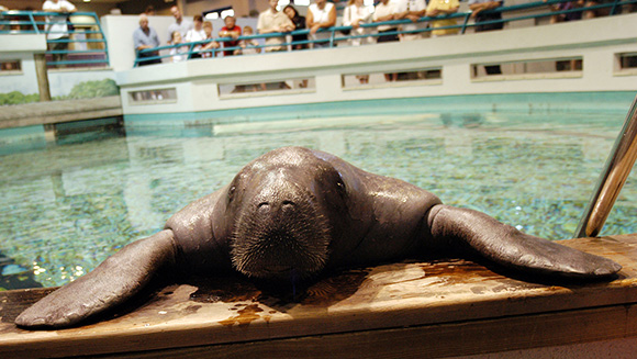 Snooty-aquarium-2004_med-oldest-manatee-guinness-world-records