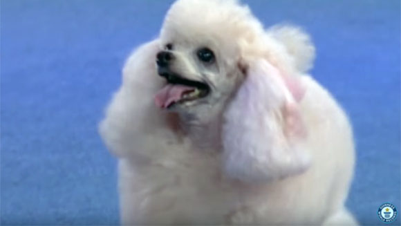 dog-with-largest-repertoire-of-tricks-header