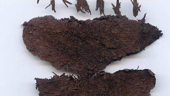 Oldest tea leaves