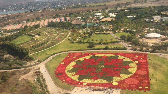 Largest carpet of flowers
