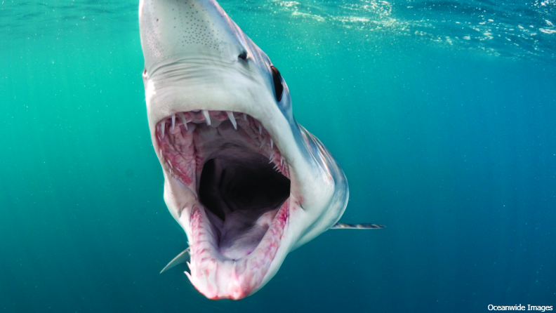 Shark Week 7