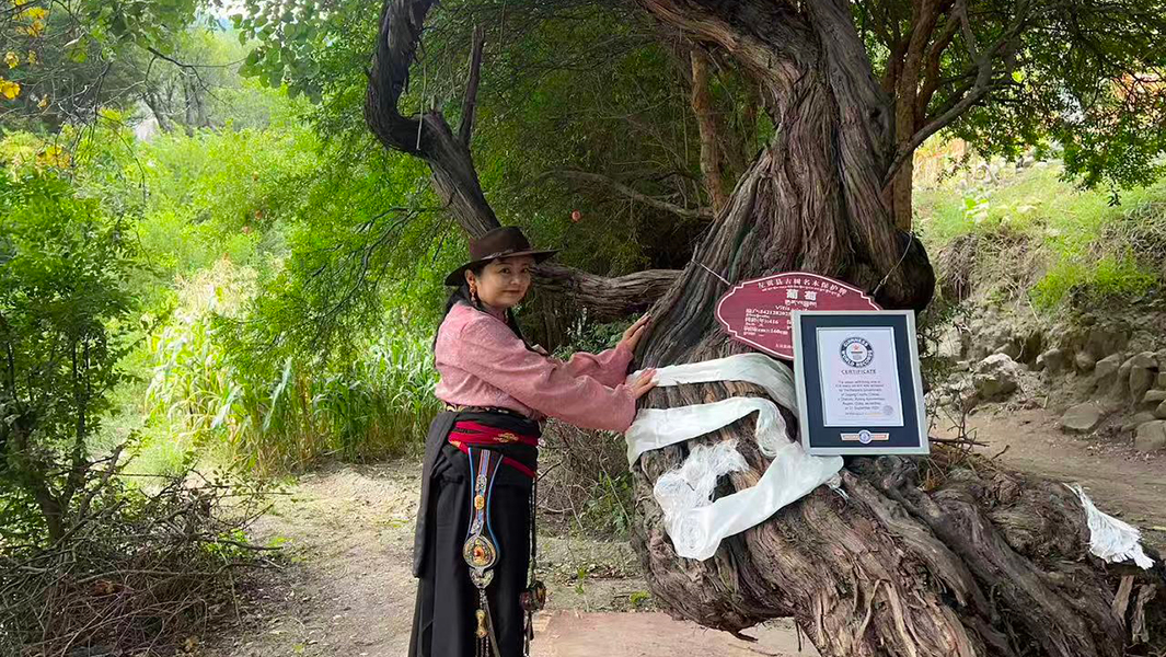 Split image of the vine and organizers with GWR certificate