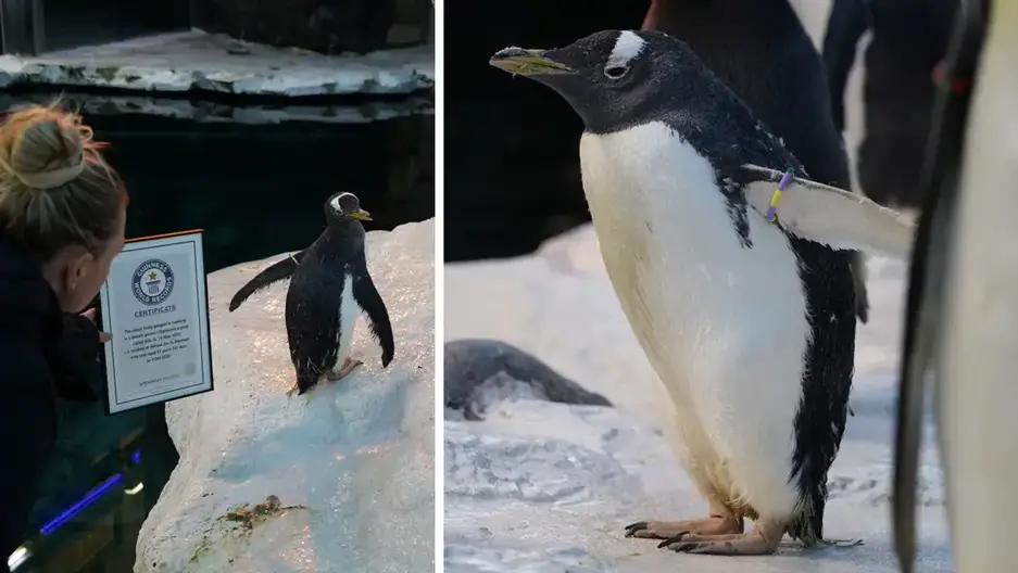 41 Year Old Penguin From Danish Zoo Breaks Record With Her Extraordinary Age Guinness World Records