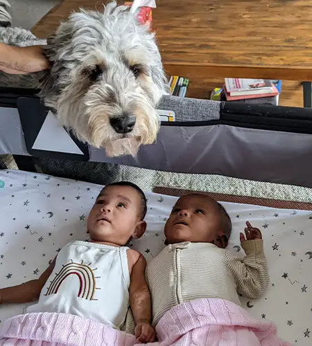 Adiah and Adrial meet Eden the Bernedoodle