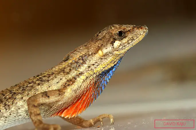 An agamid lizard from India named in his honour (Sitana attenboroughii), now synomized with S. marudhamneydhal