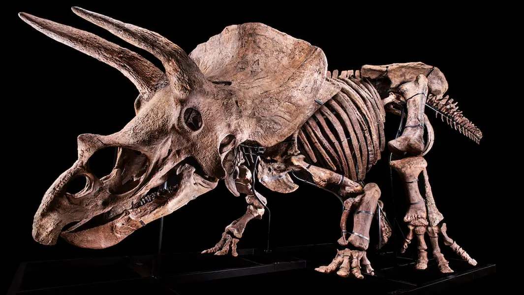 Largest Triceratops skeleton ever discovered set to fetch over $1m at auction  