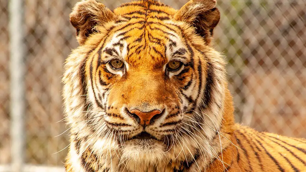 Bengali the tiger is confirmed as the world’s oldest in captivity  