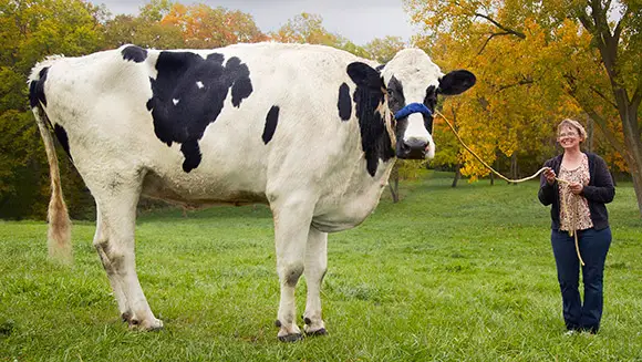 Video: Tallest cow ever - Guinness World Records pays tribute to Blosom |  Guinness World Records
