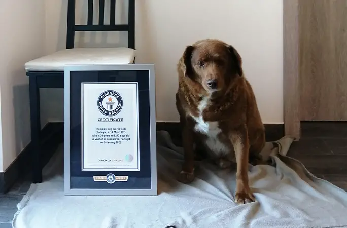 Bobi con su certificado Guinness World Records