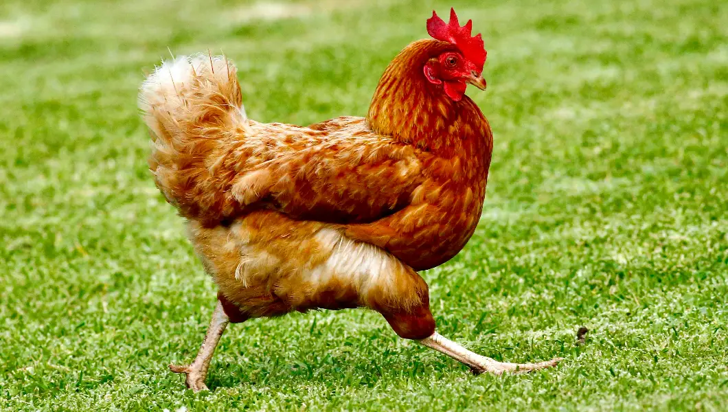 The unbelievable tale of the chicken that lived headless for over a year