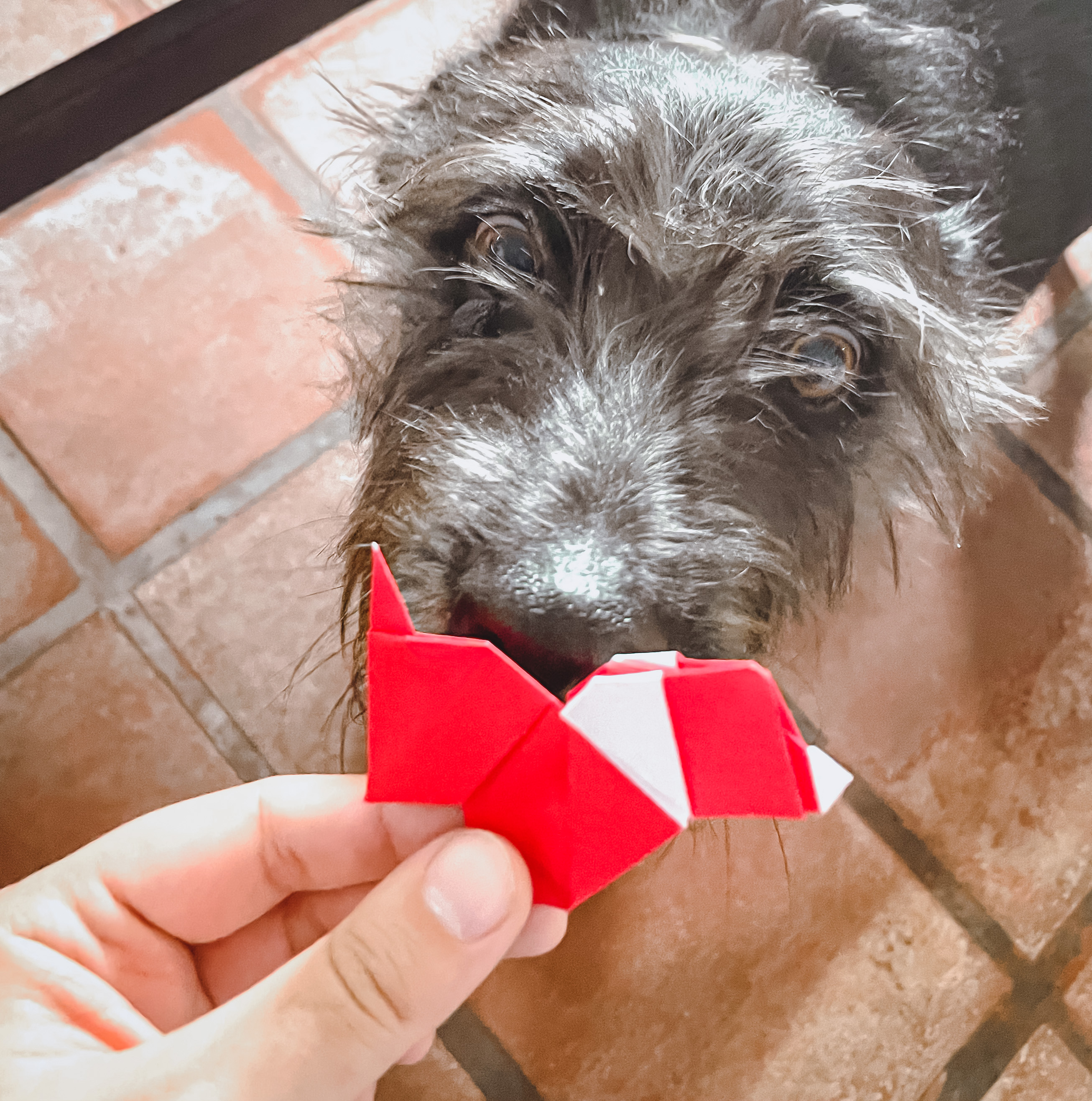 Dog and red origami
