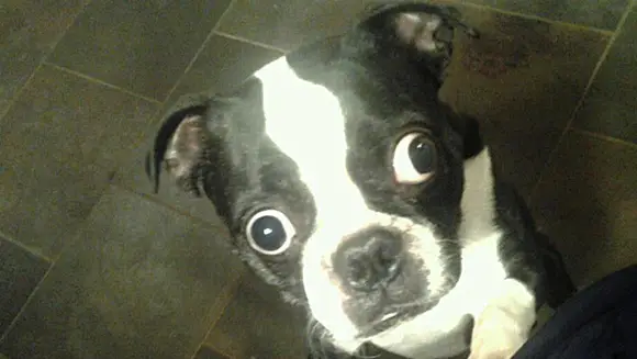 10 facts about Bruschi, the dog with the largest eyes | Guinness World  Records