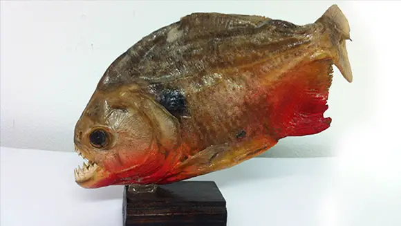 From The Archives Deadly Piranha Guinness World Records