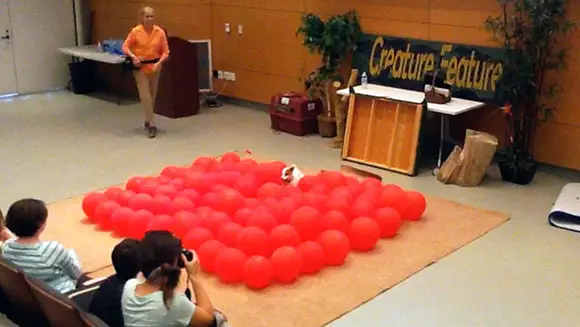Video: Twinkie the Jack Russell dog has a pop at balloon bursting record