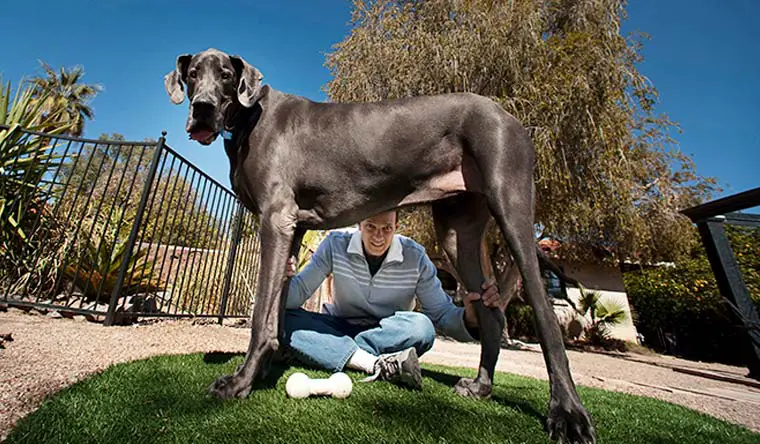 World the in biggest dogs