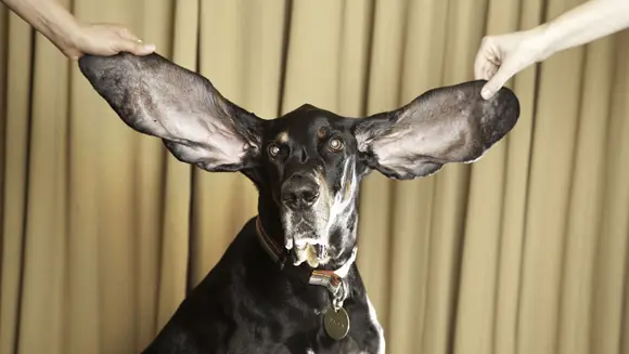 Video: Meet Harbor - The new dog with the longest ears in the world |  Guinness World Records