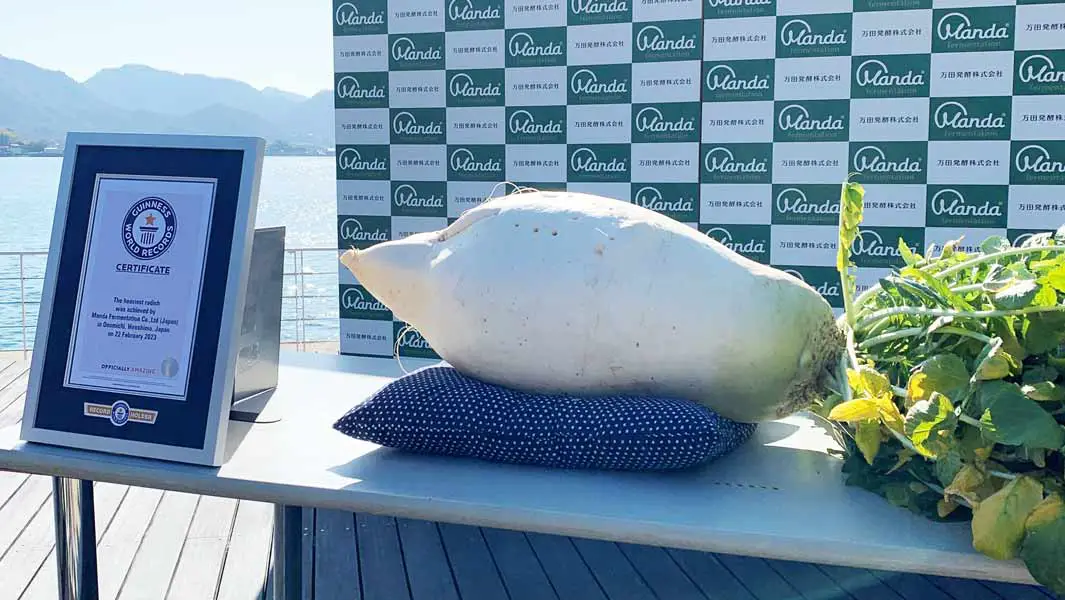 Giant radish that weighs as much as a baby hippo is officially world's heaviest
