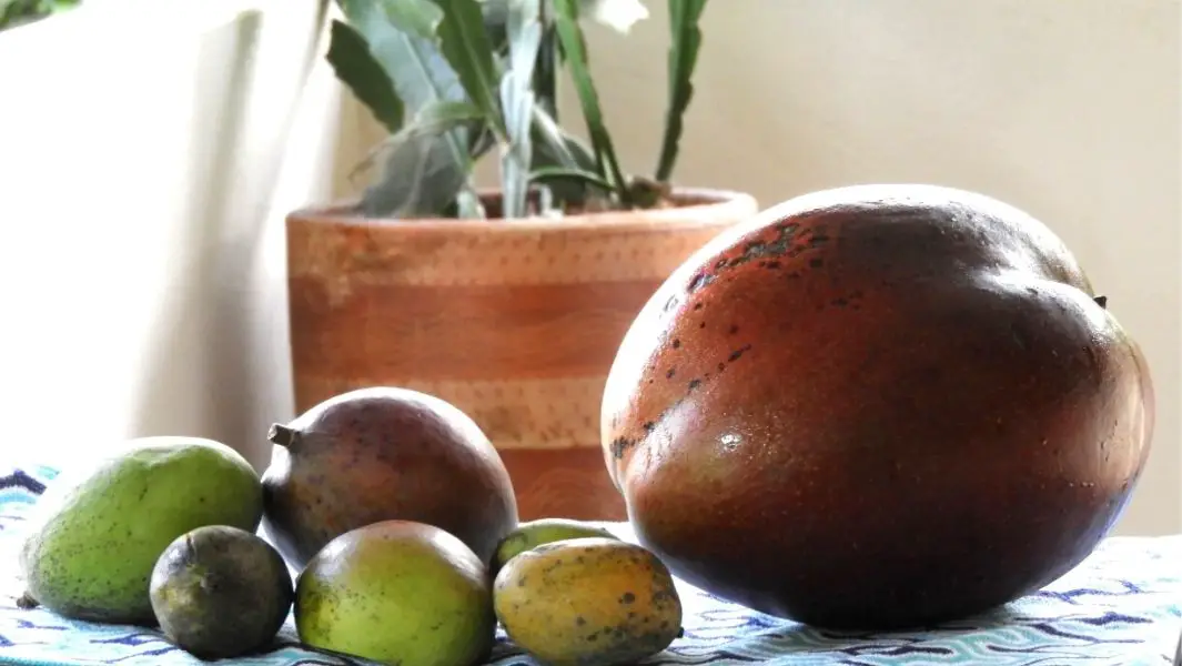 World's heaviest mango found in Colombia