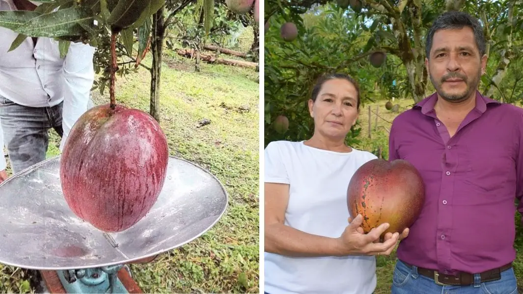 World's heaviest mango found in Colombia | Guinness World Records