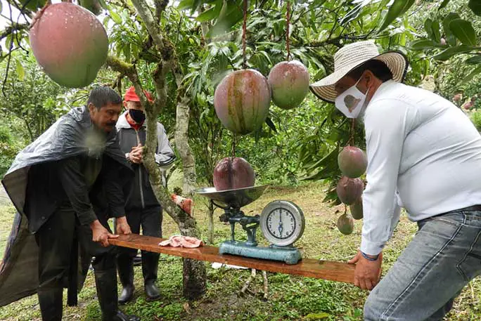 1-Heaviest-mango-in-the-farm-with-farmers