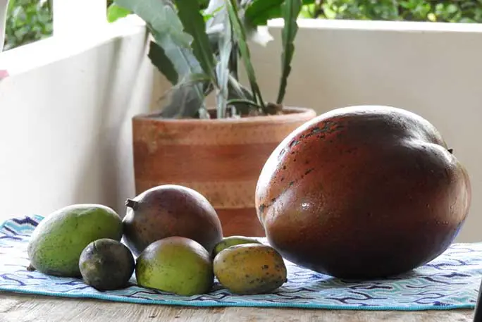 1-Heaviest-mango-on-the-table