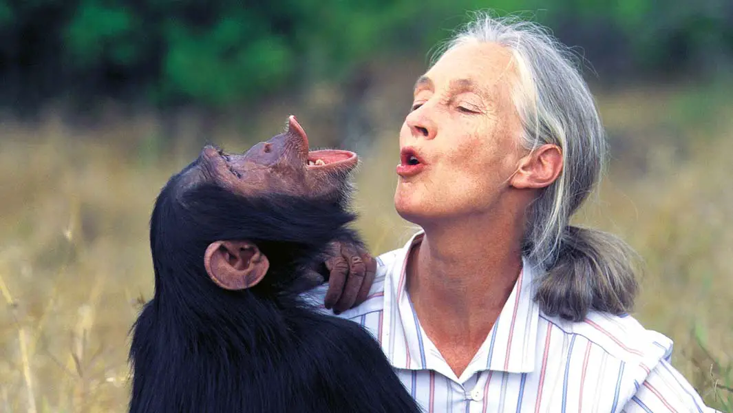 Jane Goodall’s pioneering chimp research recognized with GWR titles