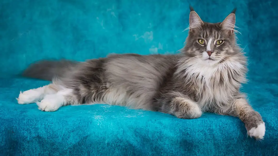 Meet the adorable cats and dogs starring in the Amazing Animals Fluffytorium