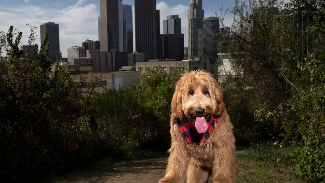 In pictures: More than 100 dogs are photographed for biggest dog photo shoot
