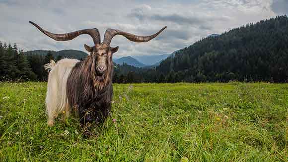 Video: Meet Rasputin - the goat with the largest horn spread