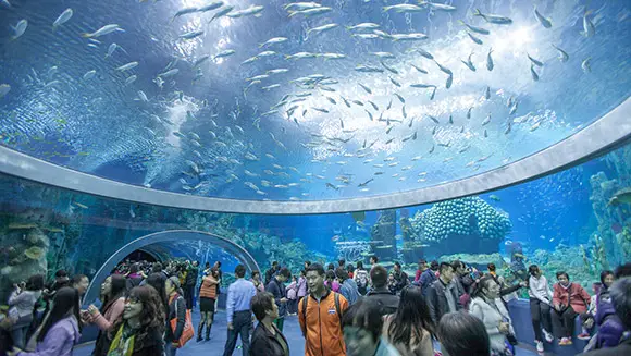 indendørs genvinde Alternativt forslag China's Hengqin Ocean Kingdom confirmed as world's largest aquarium as  attraction sets five world records | Guinness World Records