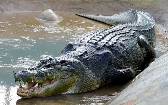 Lolong, The World's Largest Crocodile In Captivity, Dies In The Philippines | Guinness World Records