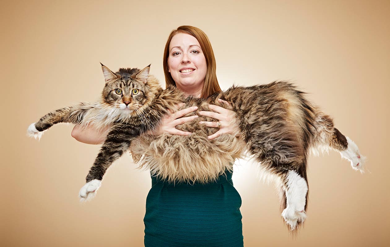 the largest domestic cat