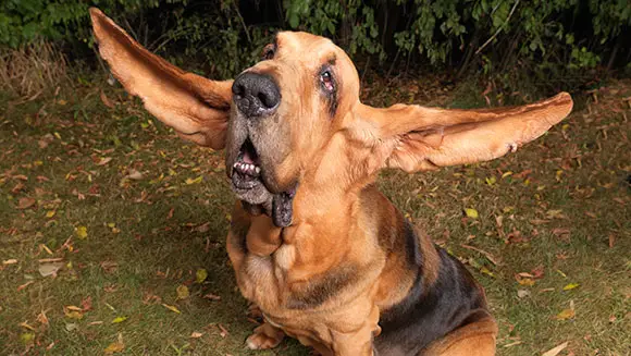 Video Classics: Tigger the Bloodhound has the longest ears on a dog ever