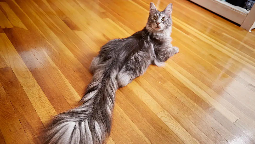Longest tail on a domestic cat living Guinness World Records