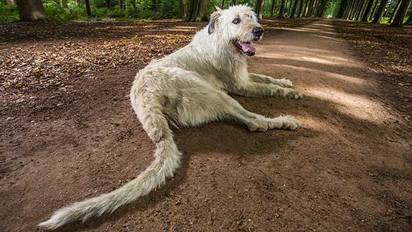 Video: Meet the Irish wolfhound who boasts world’s longest dog tail