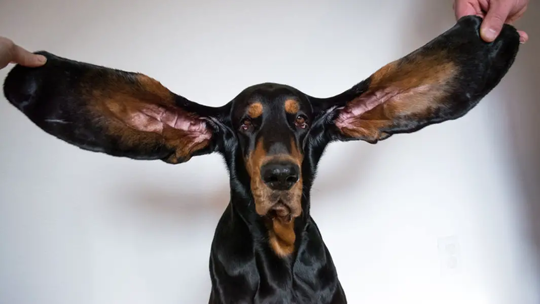 what dog has the longest ears